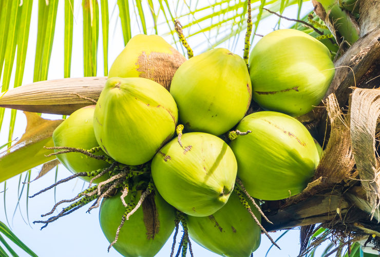 coconut