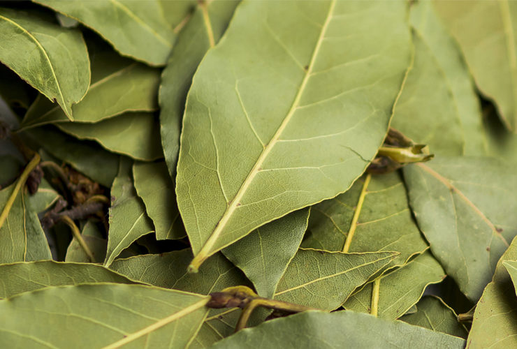 Bay leaf