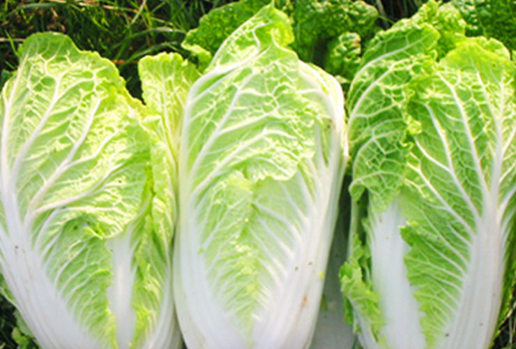 Chinese cabbage