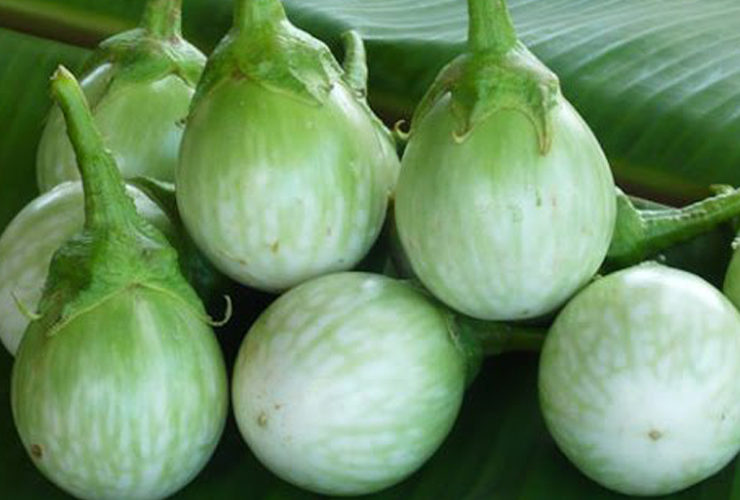 Green brinjal