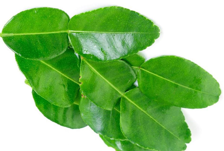 Kaffir lime leaf