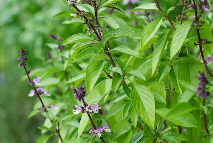 Lemon basil leaf